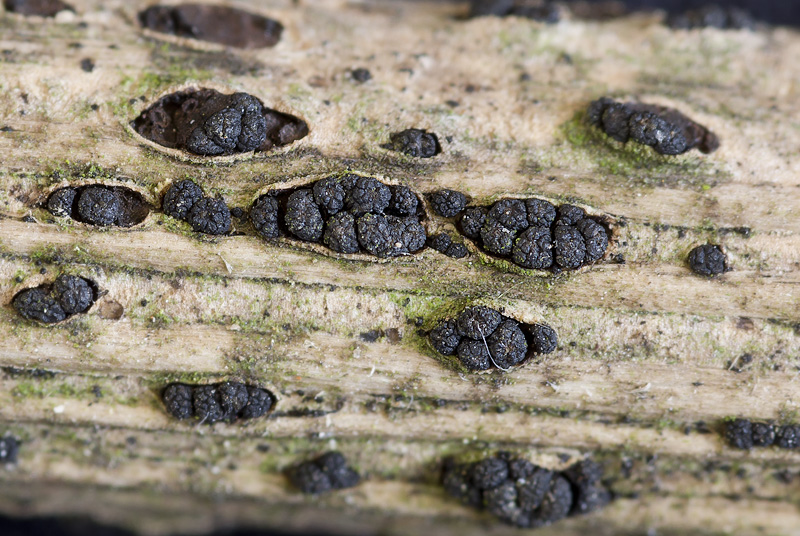 Представитель Семейства Cucurbitariaceae